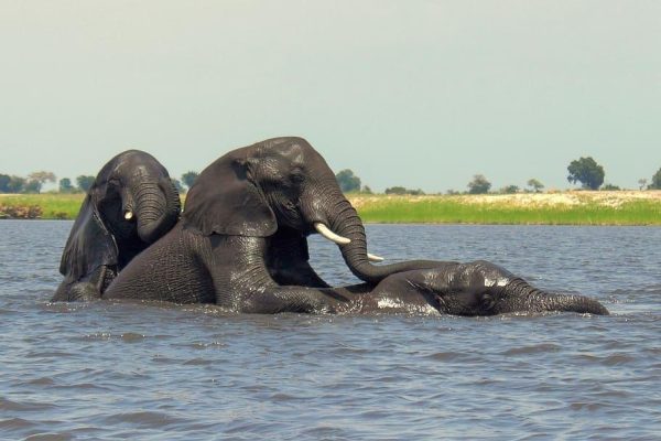 Chobe National Park